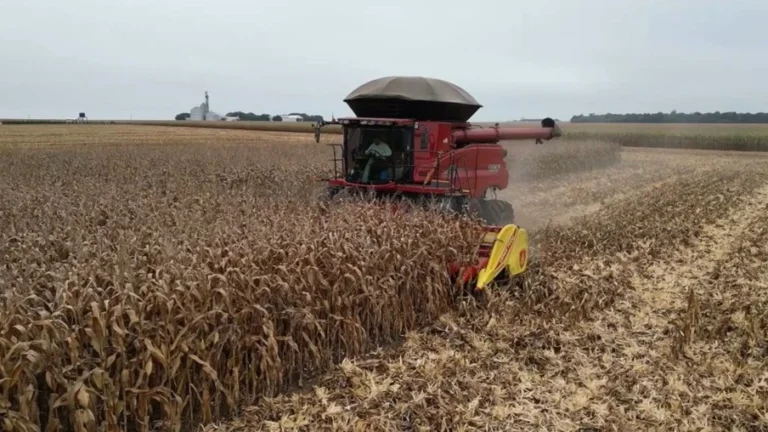 Colheita do milho em Mato Grosso alcança 4,73% da área