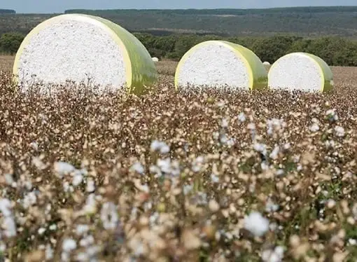 Algodão: Nova York opera em alta, mas volatilidade do petróleo limita ganhos