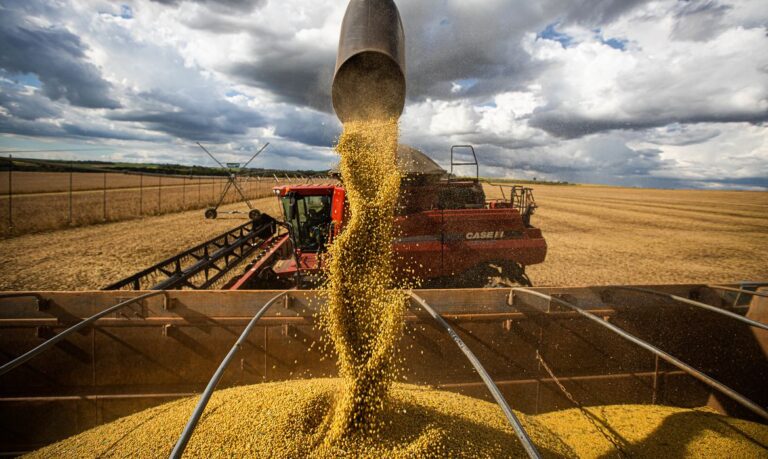 Bactérias melhoradas geneticamente podem trazer benefícios ao milho brasileiro