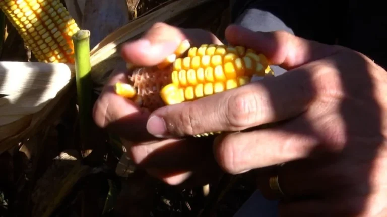 Puxada pela produtividade, produção de milho em MT pode superar as 47 mi t
