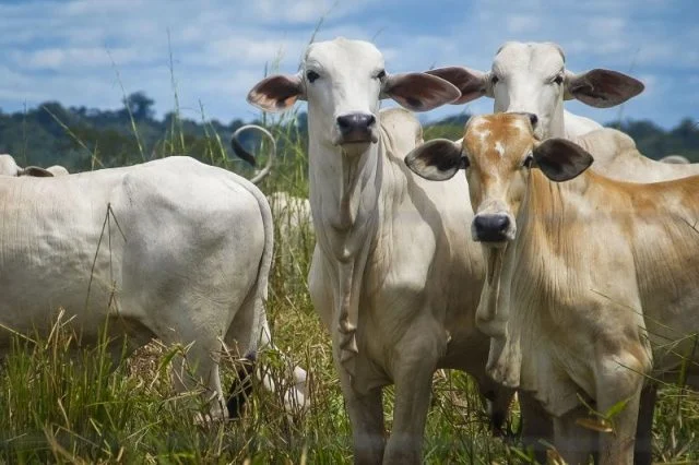 Pecuária: ferramenta auxilia produtores a otimizar cruzamentos